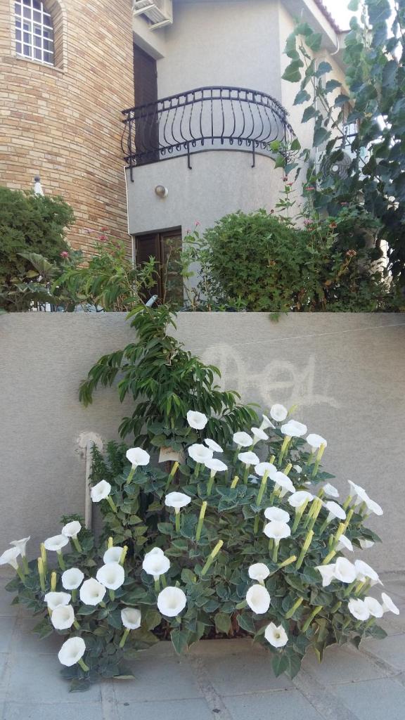Nikola's House photo 3