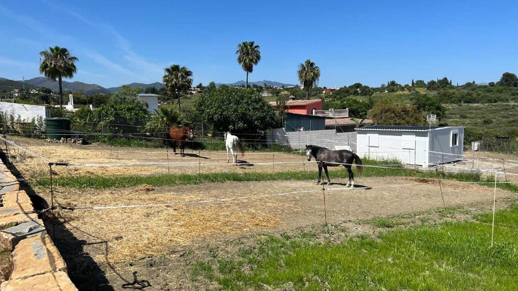 Les Chevaux de Coeur photo 4