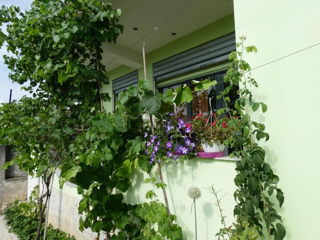 Guesthouse Aleksander photo 3