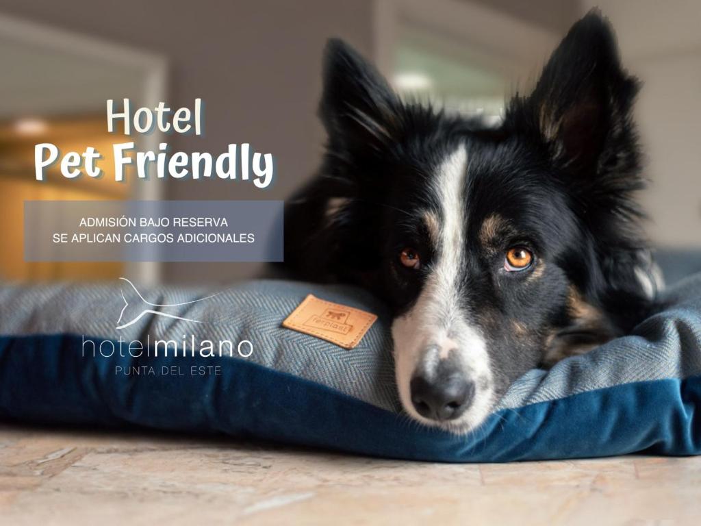 Hotel Milano photo 4