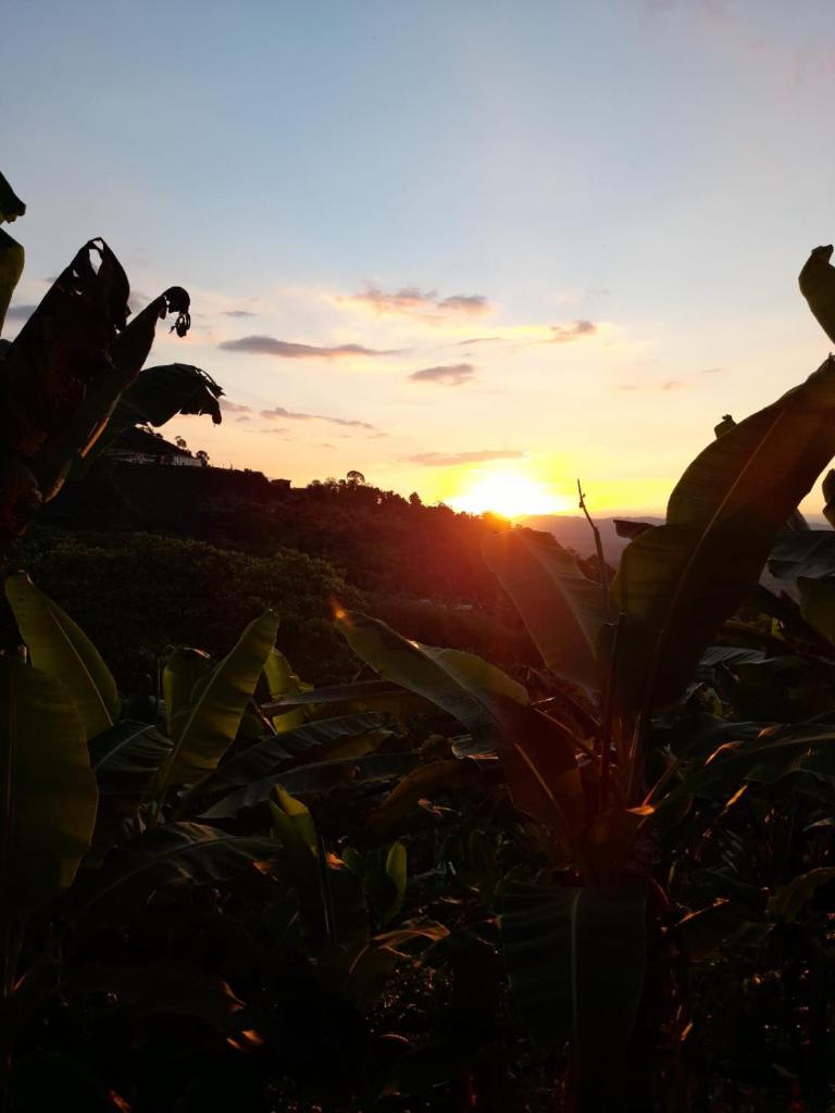 Alojamiento Rural Café Yarumo photo 2