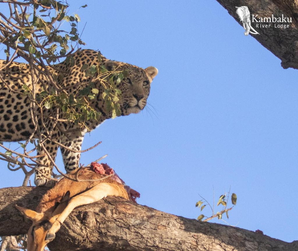 Kambaku River Lodge photo 4