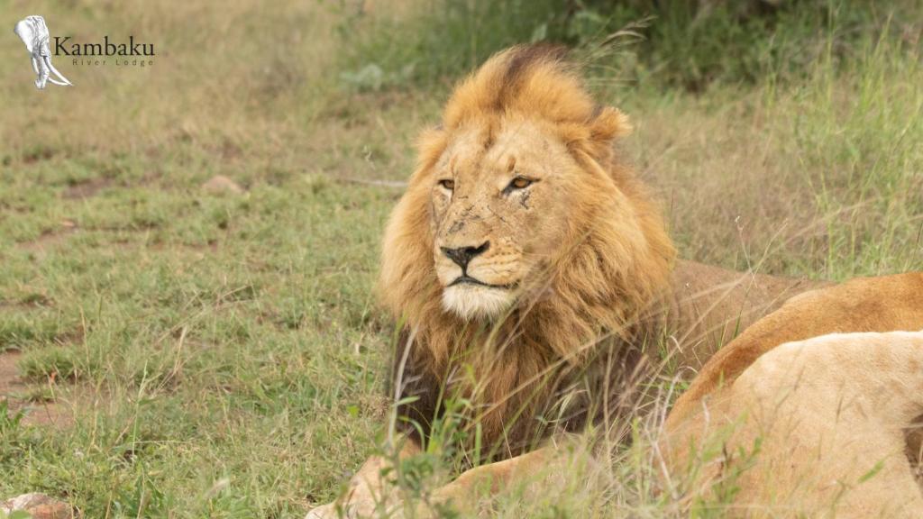 Kambaku River Lodge photo 2