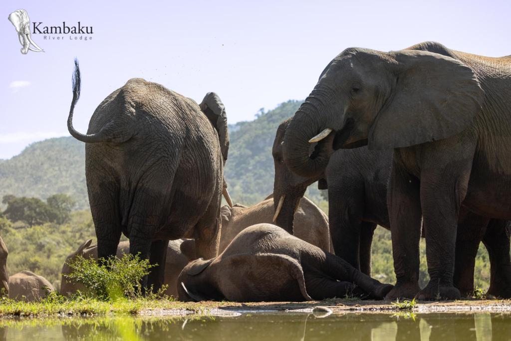 Kambaku River Lodge photo 3