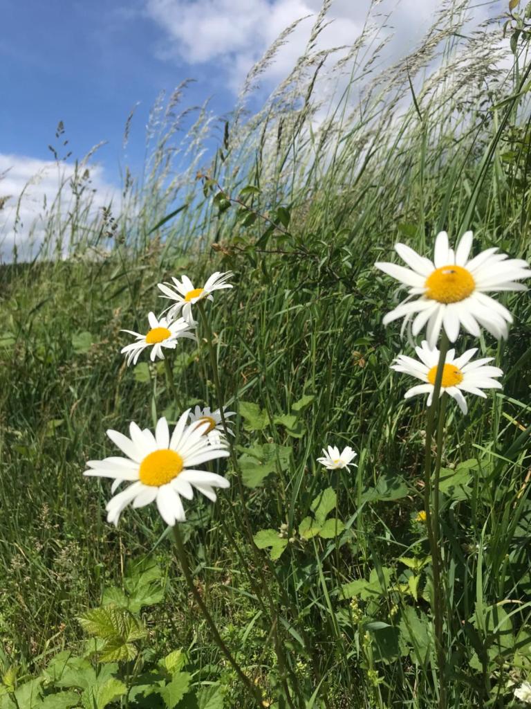 RechHof Urlaub mit Tieren photo 4
