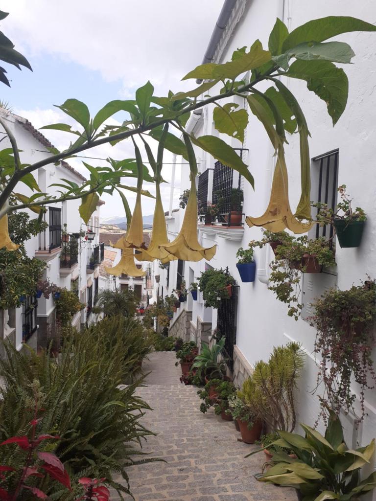 Casa de las Flores - a picture perfect location! photo 4