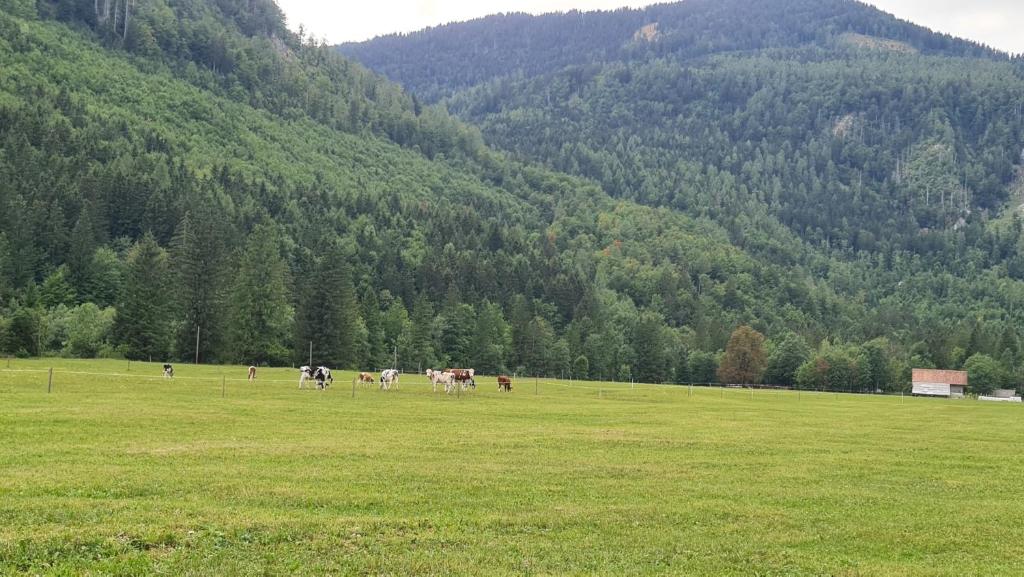 Radovna Mountain Valley Cottage photo 4