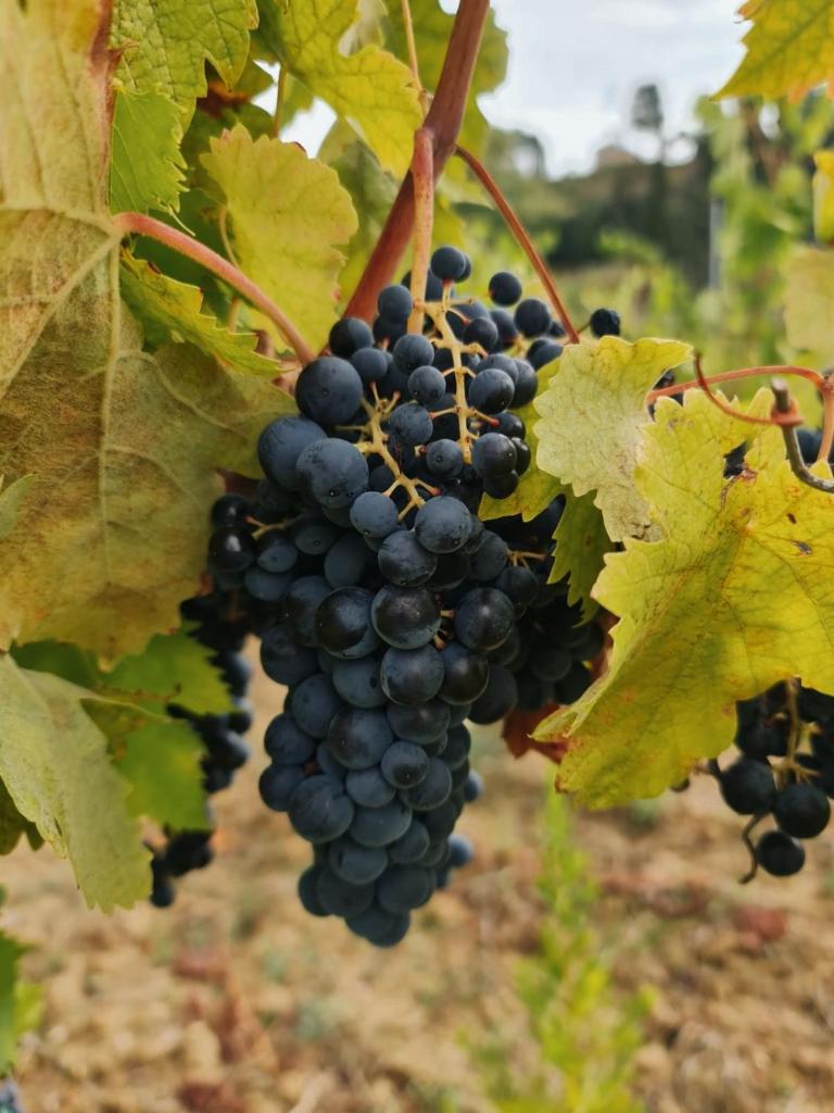 Podere Borgaruccio photo 3