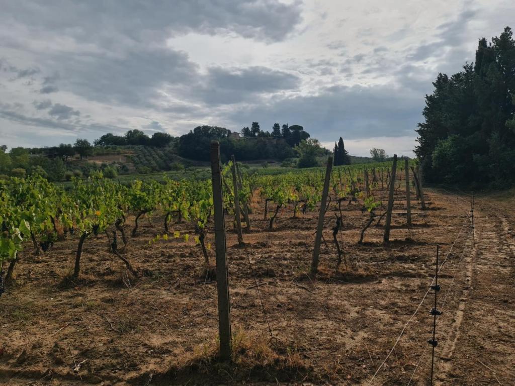 Podere Borgaruccio photo 2