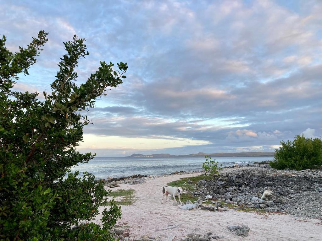 Hakuna Matata Bonaire - Beach & Diving photo 1