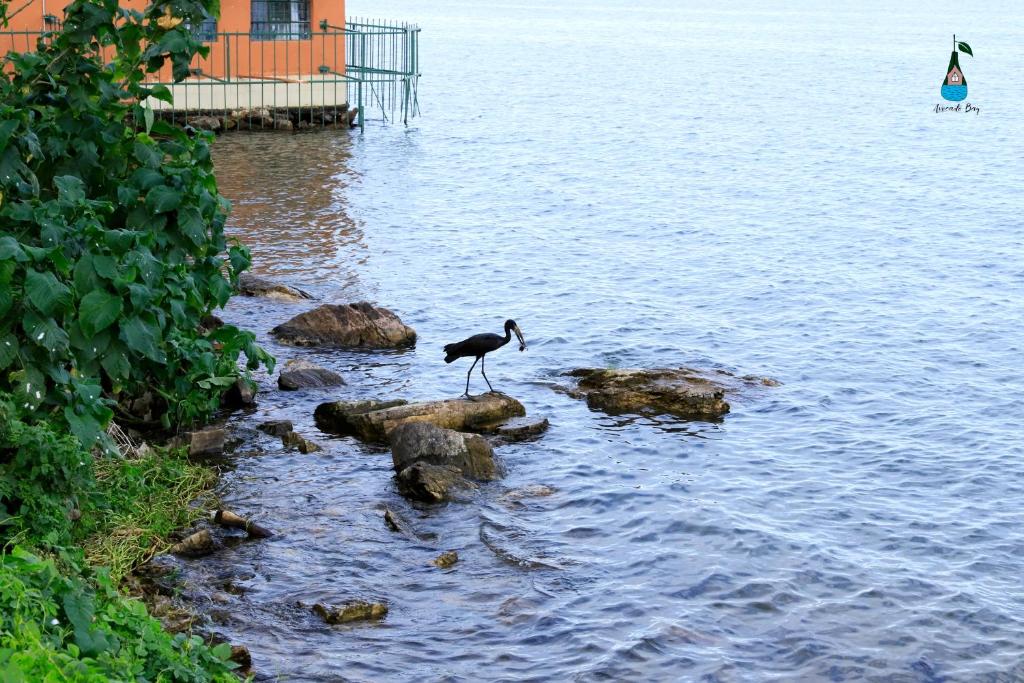 Avocado Bay Private Retreat photo 1