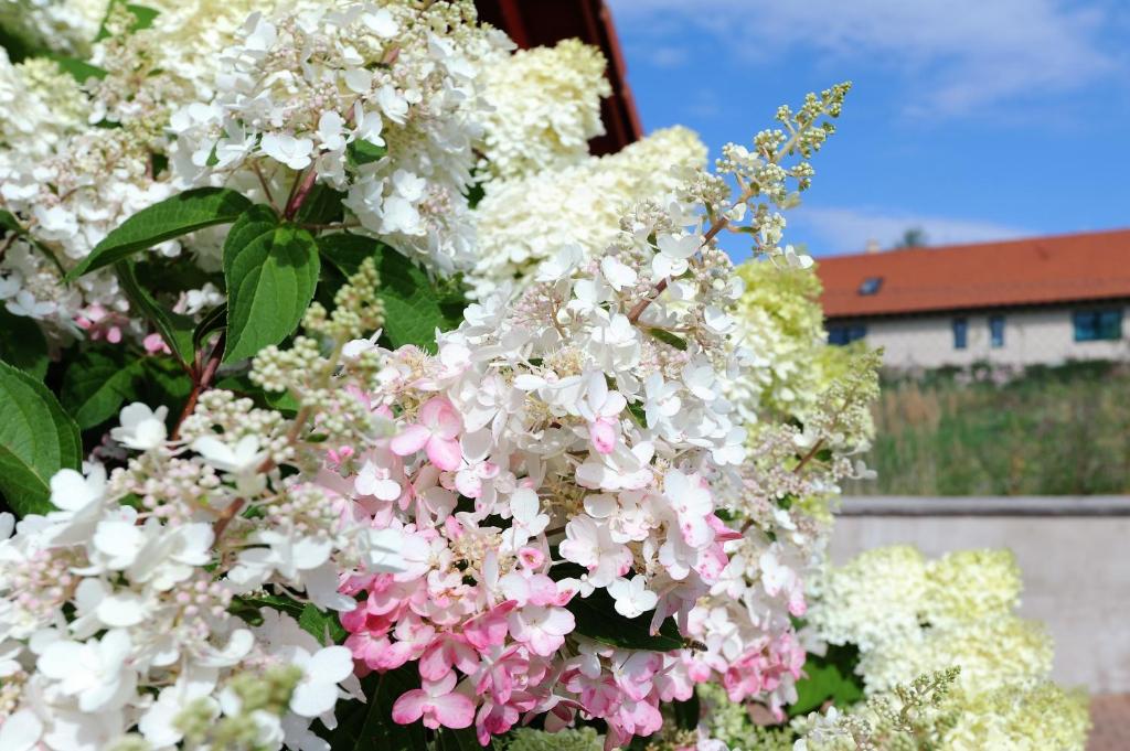 Hortenzie photo 4