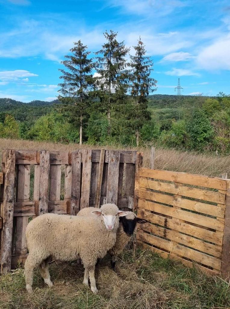 Pilikán Apartments - Park, Market, Vineyard & Sheep farm photo 1