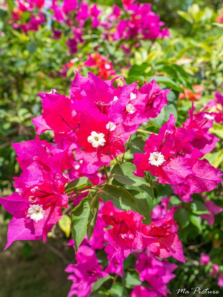 Résidence Villas Les Hibiscus photo 4