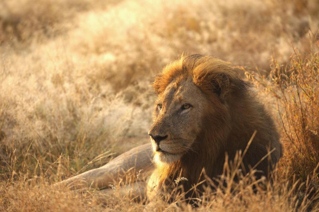 Imagine Africa Luxury Tented Camp photo 3