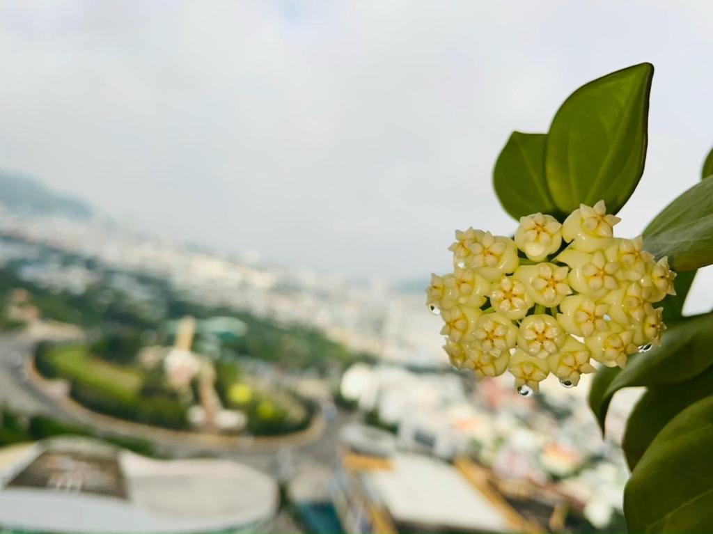 The Song-VungTau apartment