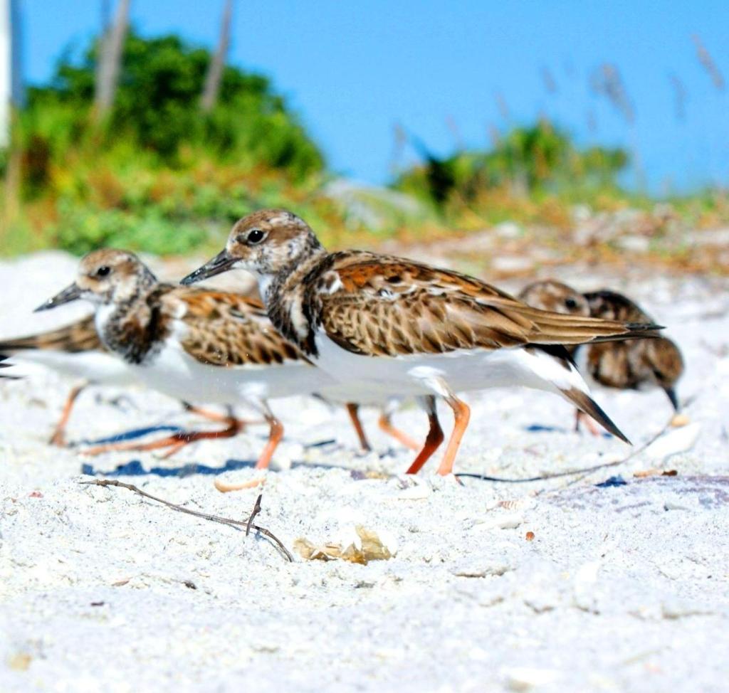 Loggerhead Cay #322 photo 4