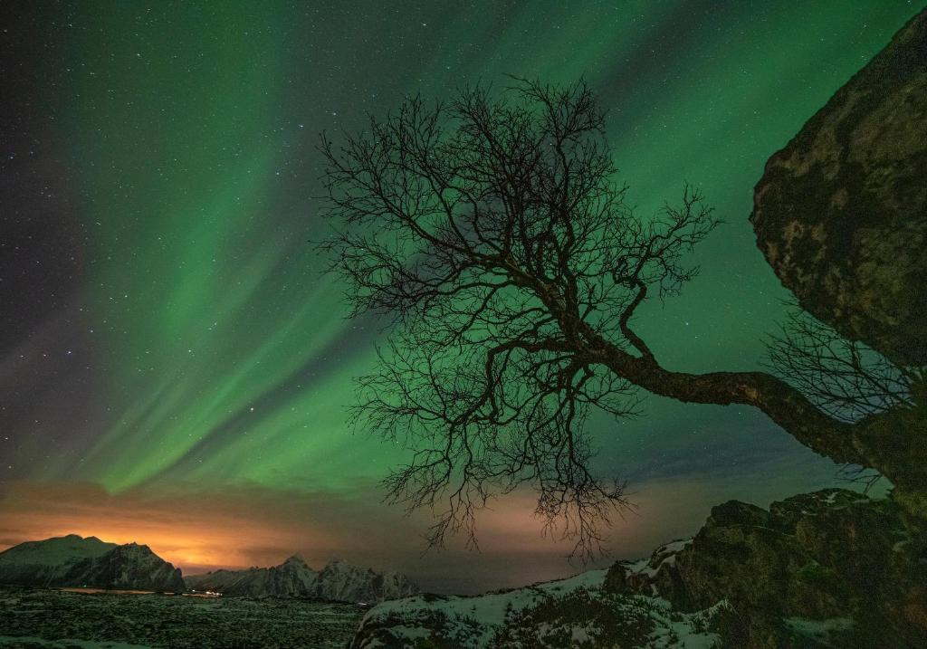 Wildlife Panorama Lofoten photo 2