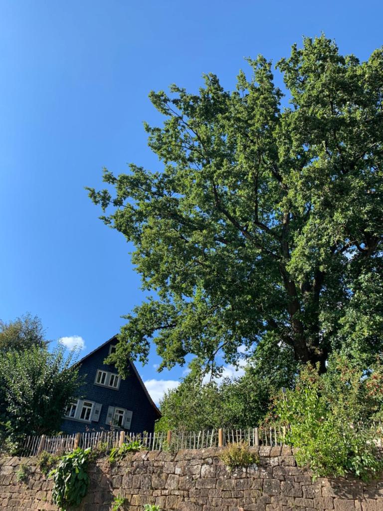 Nibelungen Odenwaldhaus photo 4