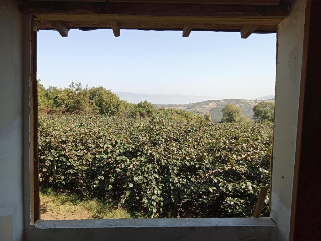 Kiwi Bağ evi