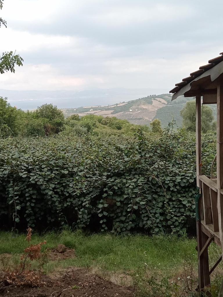 Kiwi Bağ evi photo 2