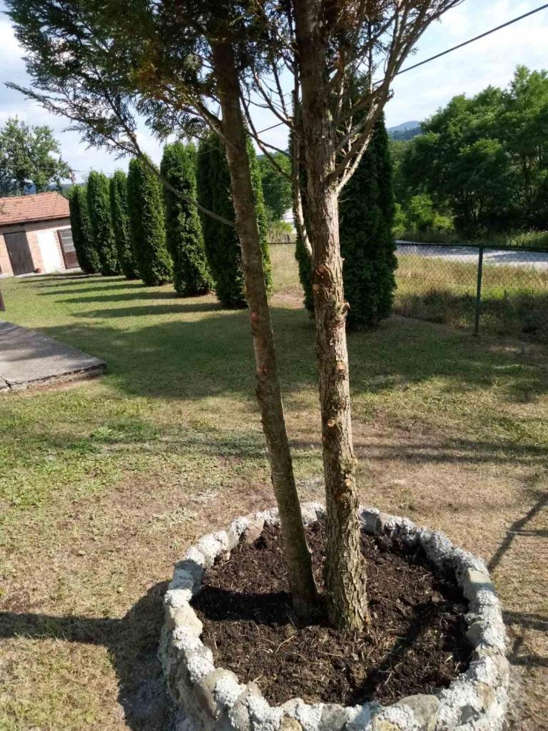 Vila Borova Tara photo 3