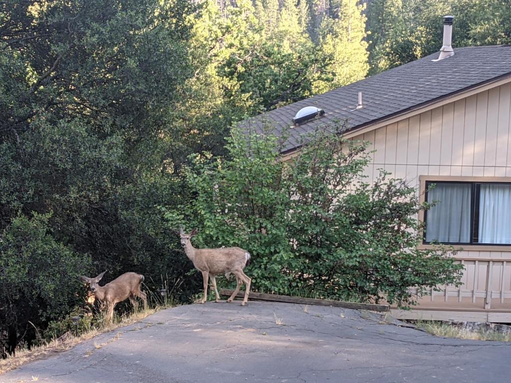 Yosemite Haven @ Pine Mountain Lake. Dog Friendly! photo 1