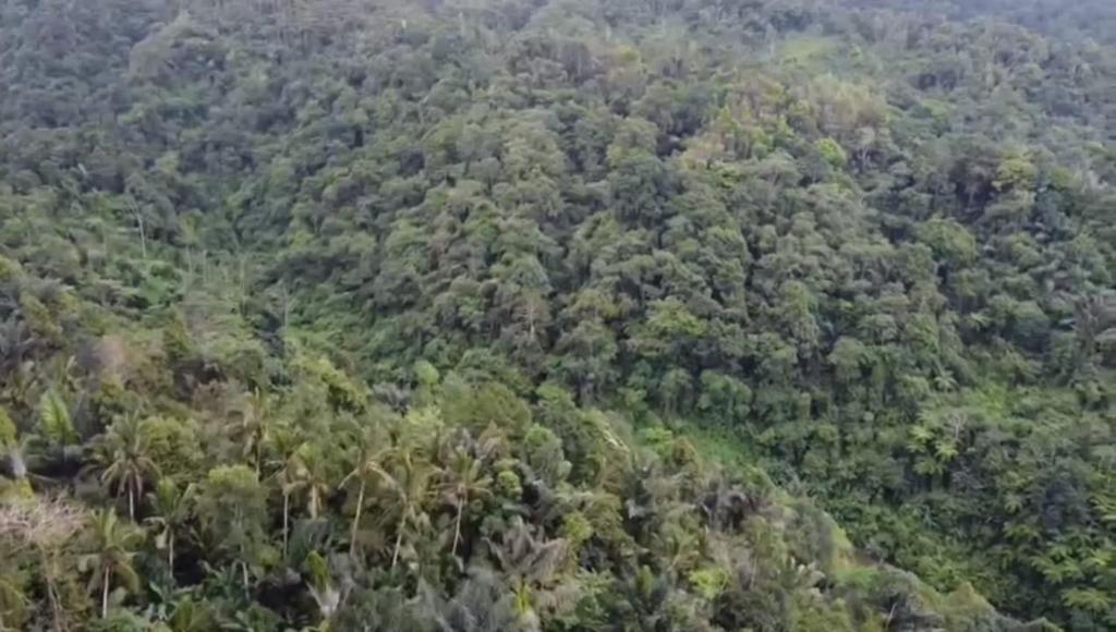 Bali mountain forest cabin photo 3