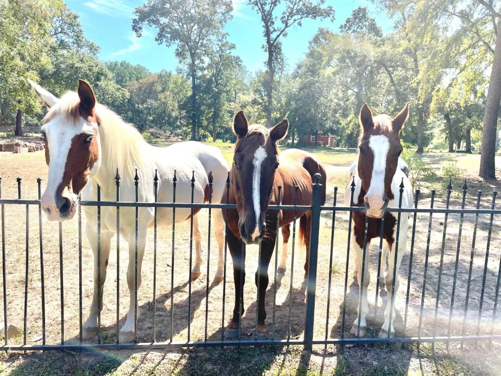 Relaxing Two-Bedroom Apartment or Studio on 13 Beautiful Wooded Acres In A Quiet Neighborhood photo 1