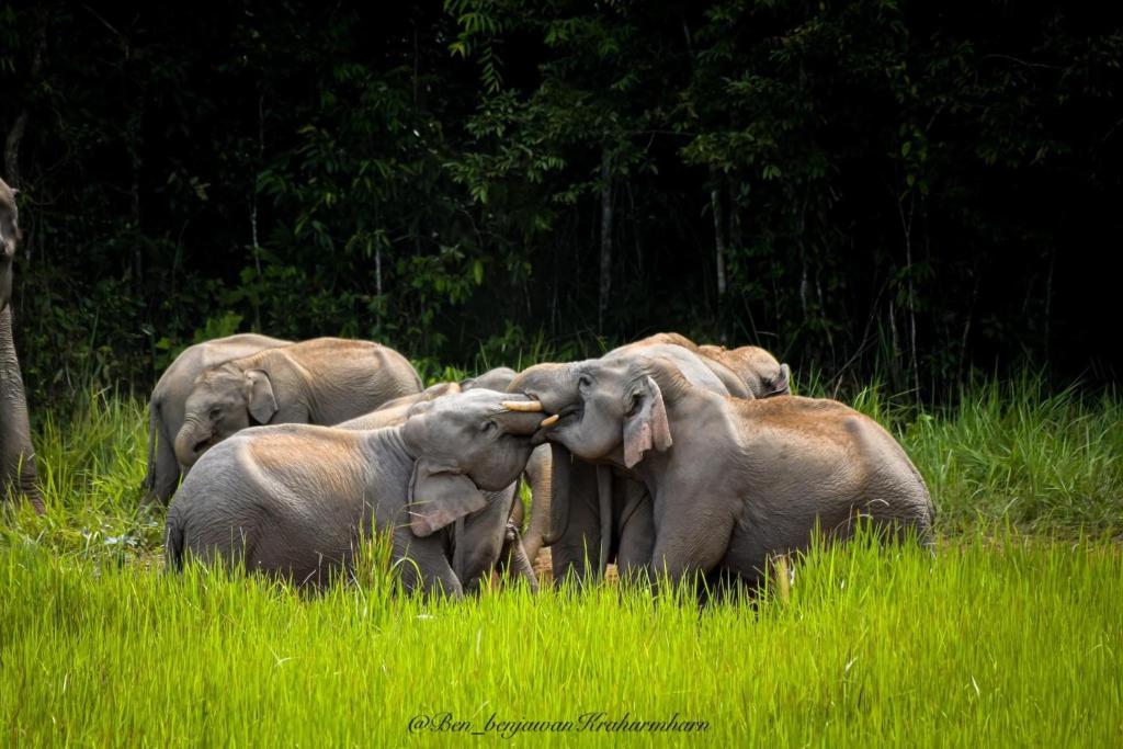 B&B Forest Hill Khao Yai photo 3