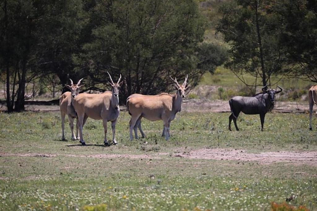 Soloko Game farm photo 3