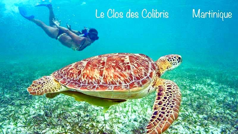 LODGE COLIBRIS vue panoramique mer et montagne pelée , 500 m plage dans un parc , Calme assuré Idéal pour découvrir le nord Caraïbes