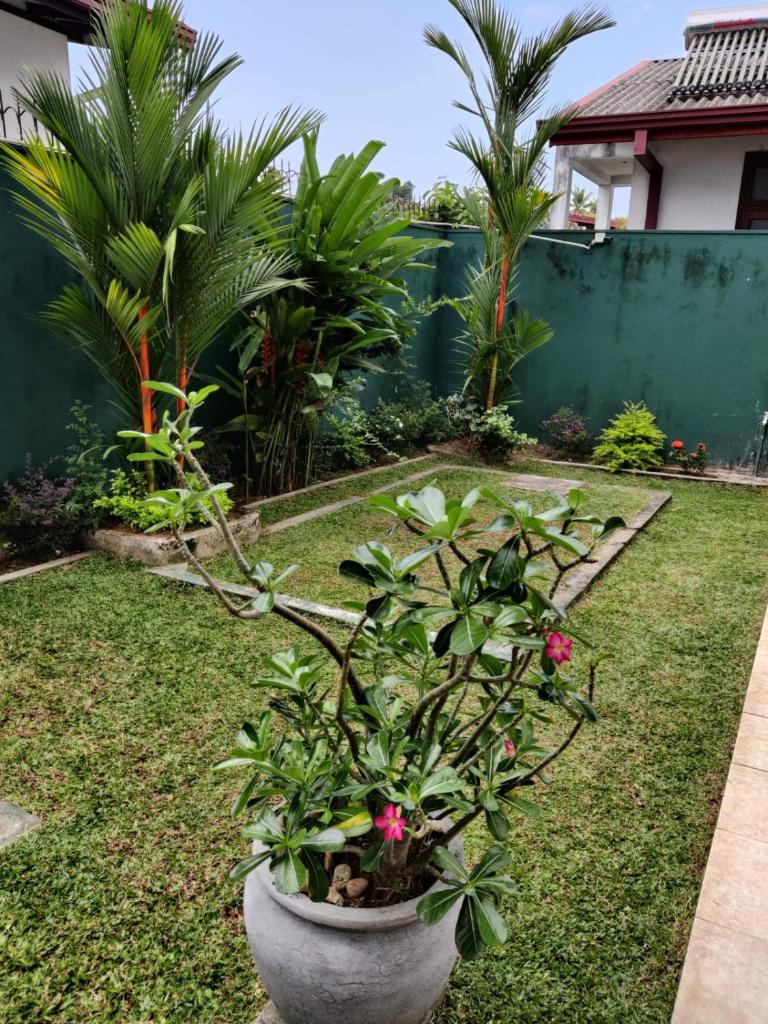 Ayansa photo 2