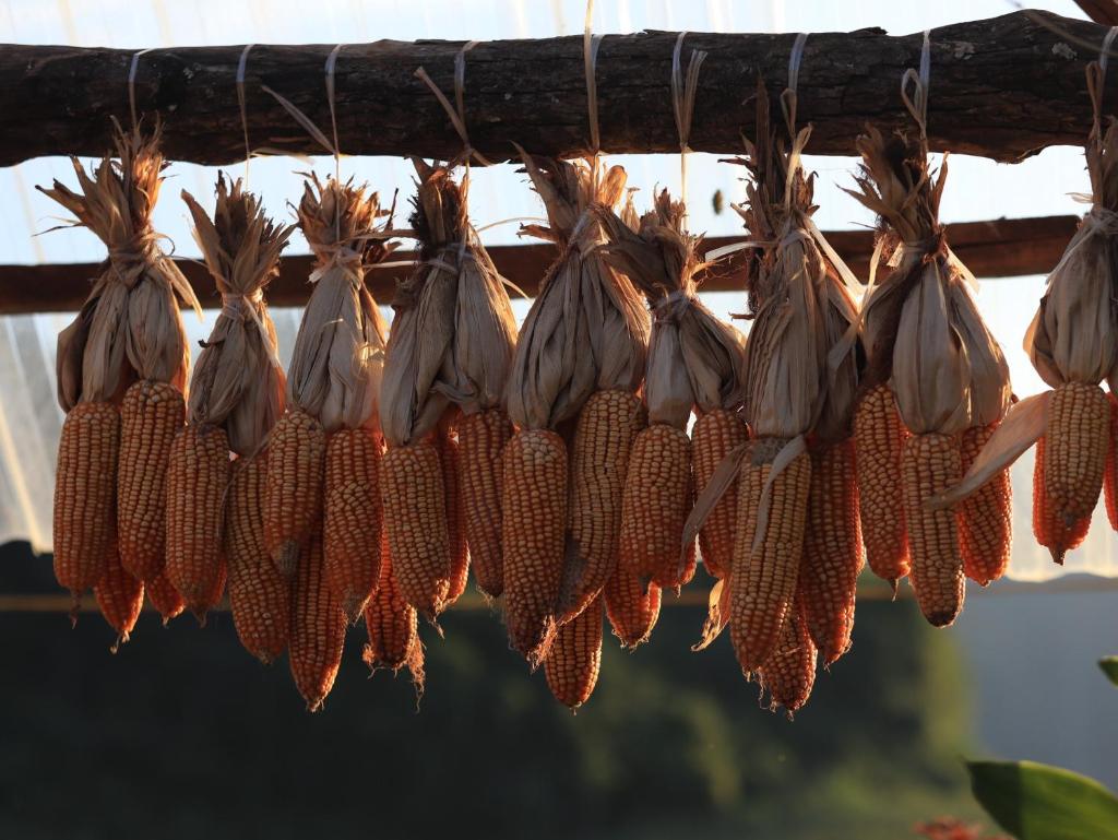 Plum Hill - Moc Chau