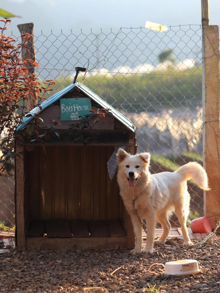 Plum Hill - Moc Chau