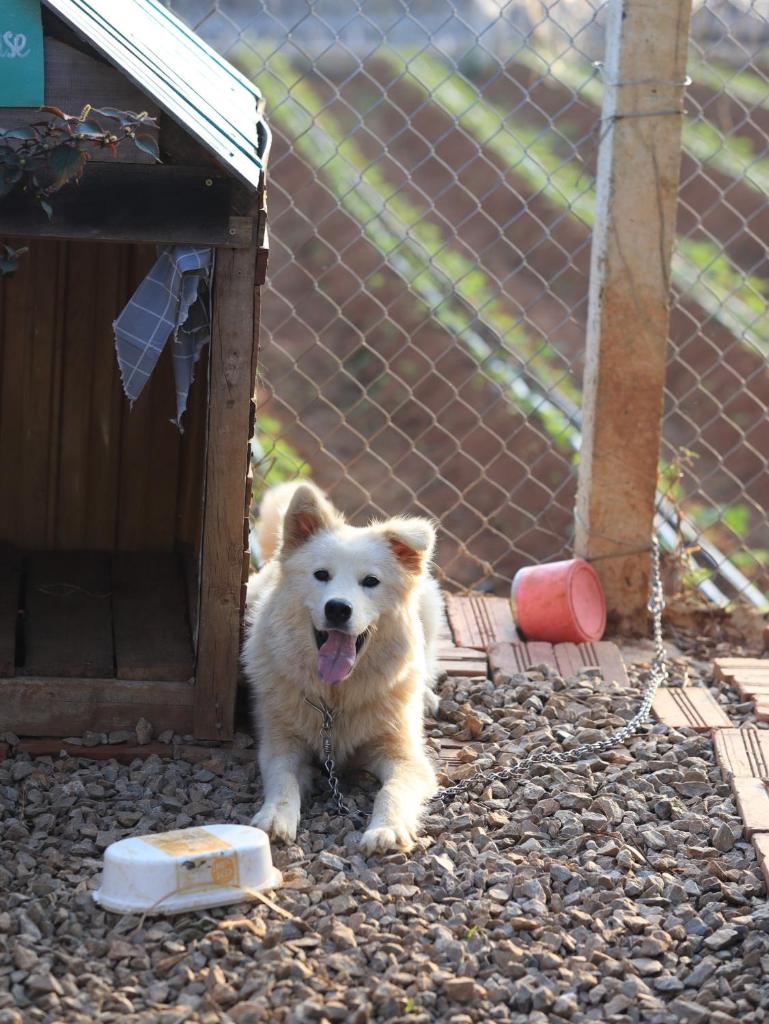 Plum Hill - Moc Chau