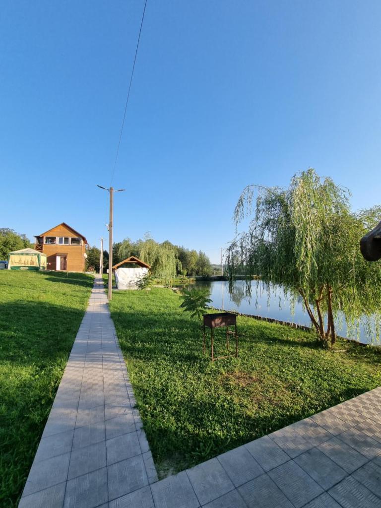 Шафран photo 4