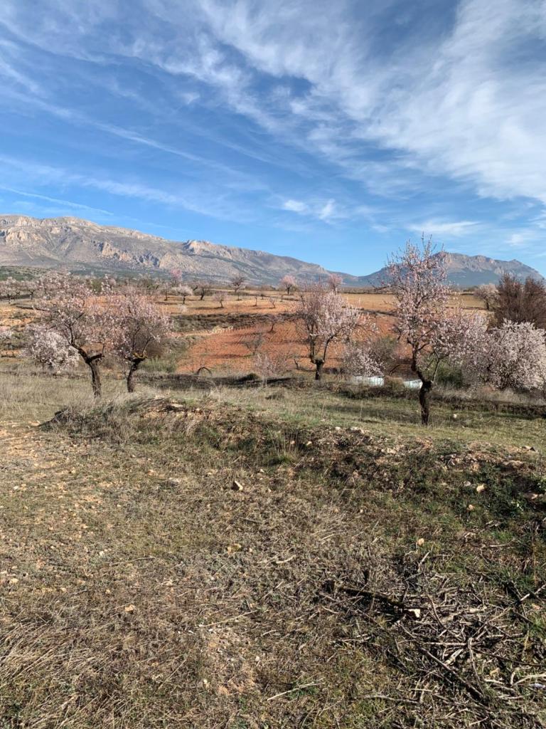 Cortijo Frankie photo 2