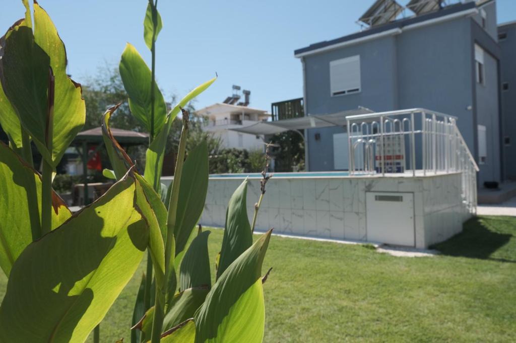VILLA ROSE photo 4