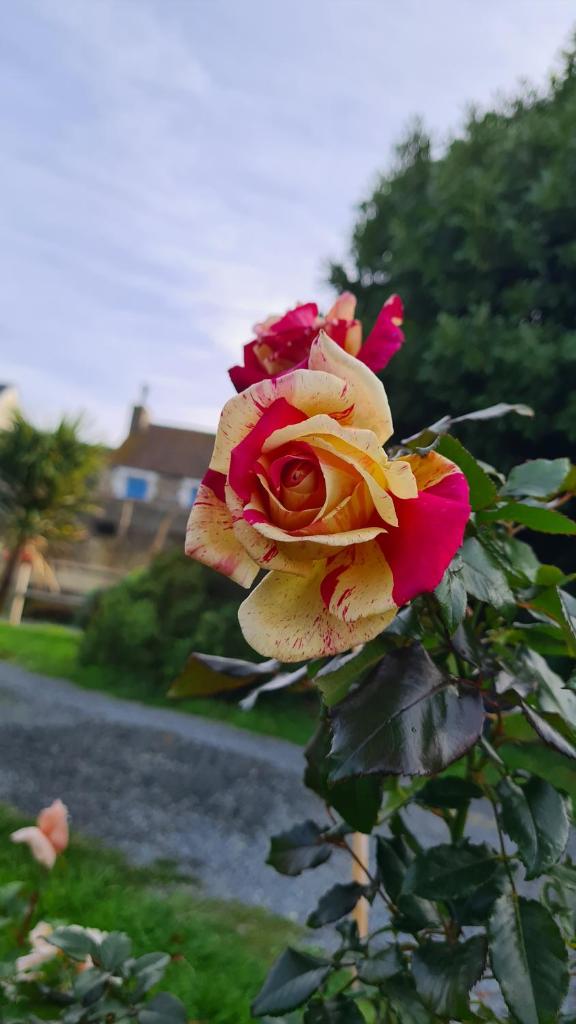 lesroses1680 photo 2