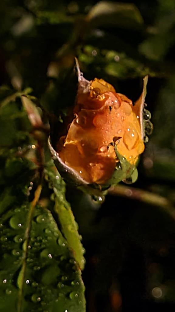 lesroses1680 photo 1