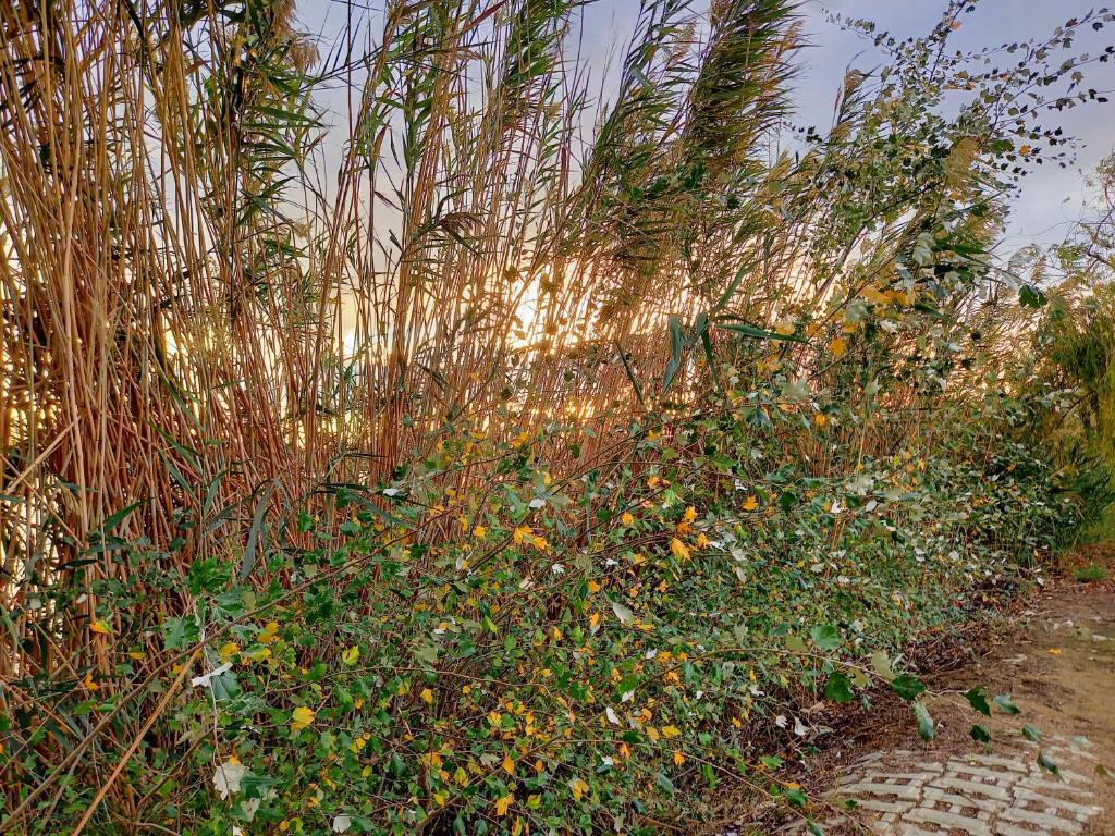 L'Hotelet del Delta photo 3