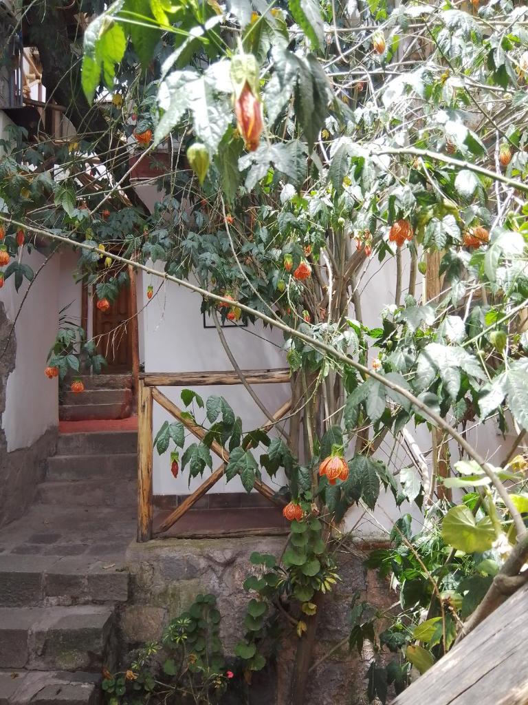 Casa De Mama Cusco - The Treehouse photo 2