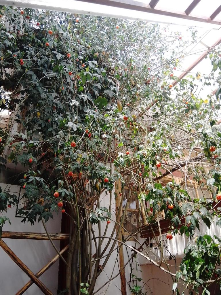 Casa De Mama Cusco - The Treehouse photo 1