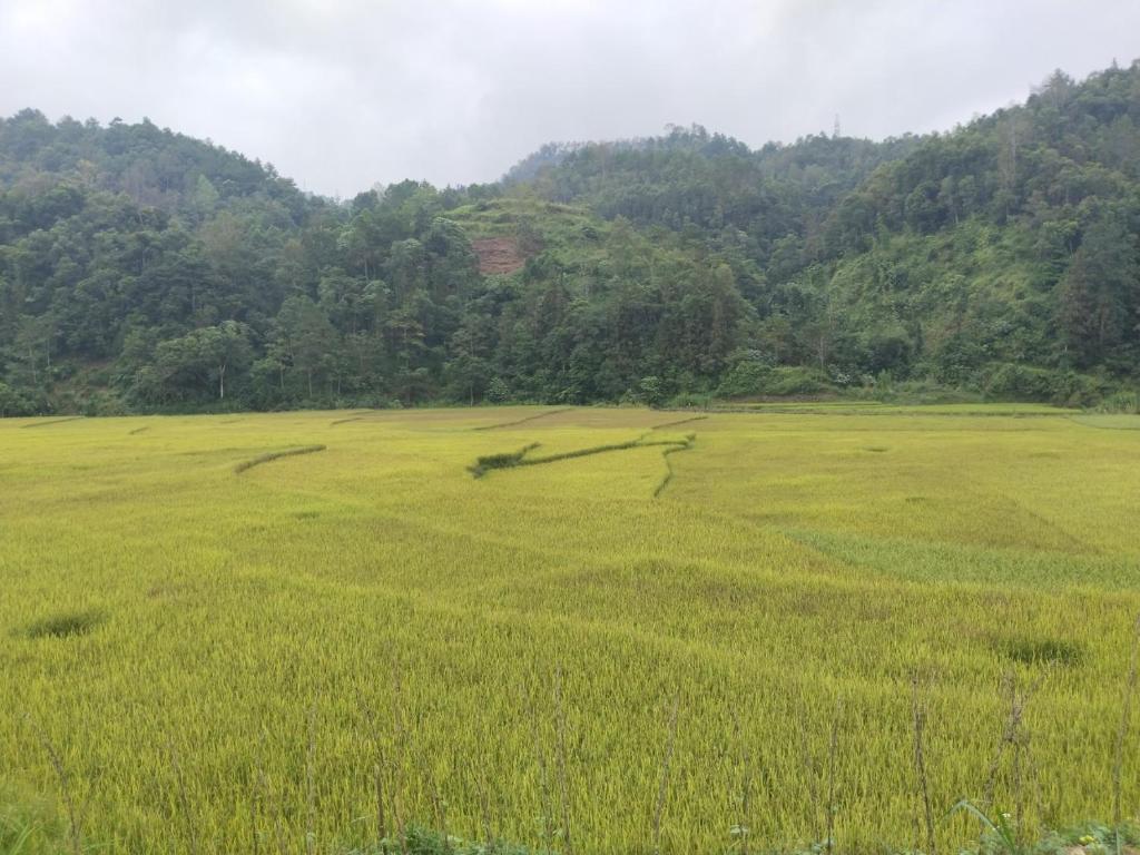 Phúc Thịnh homestay