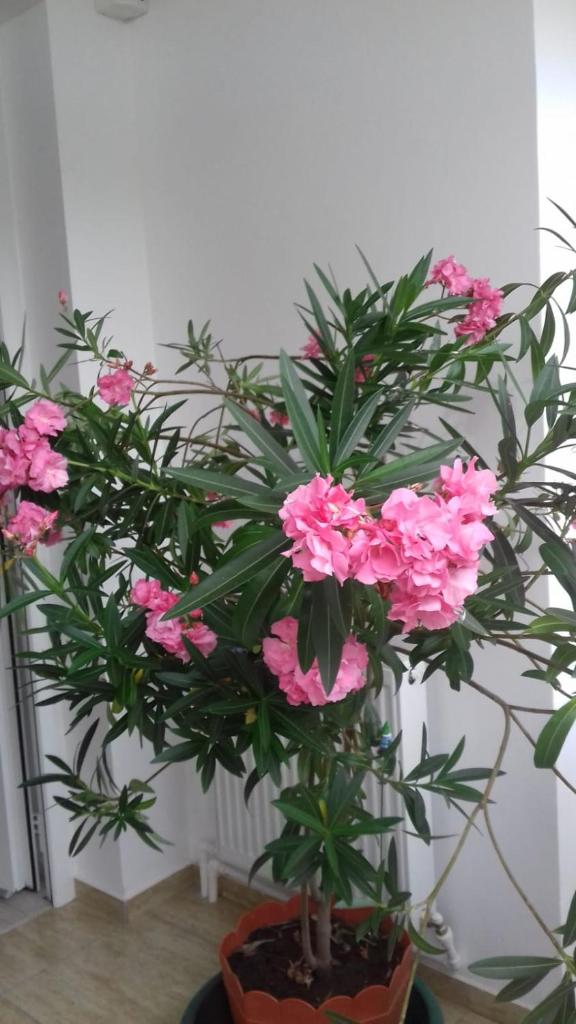 Apartament 2 camere Blaj Str Avram Iancu Bl 9 photo 2