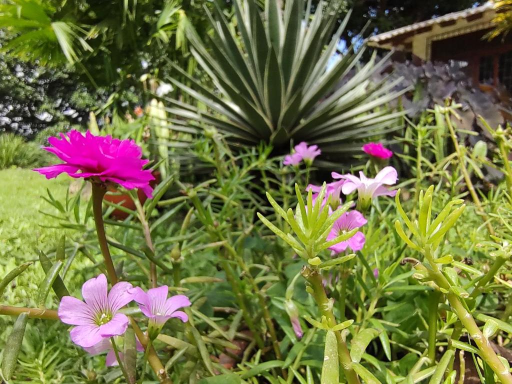 Finca Hostal Bolivar - Casa Quinta photo 2