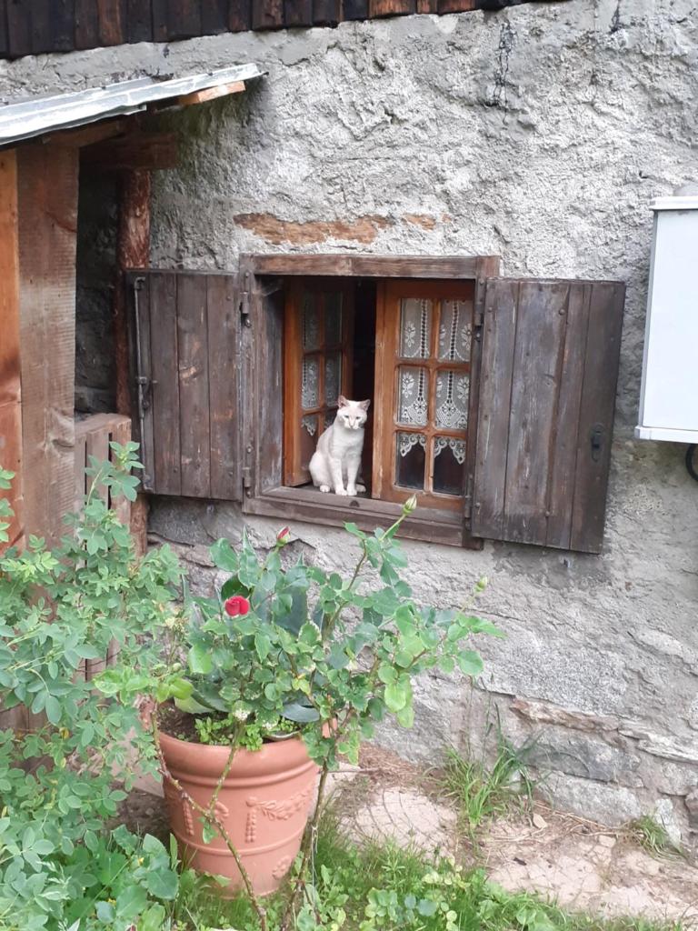 Soggiorno Vacanze Stella Alpina photo 2