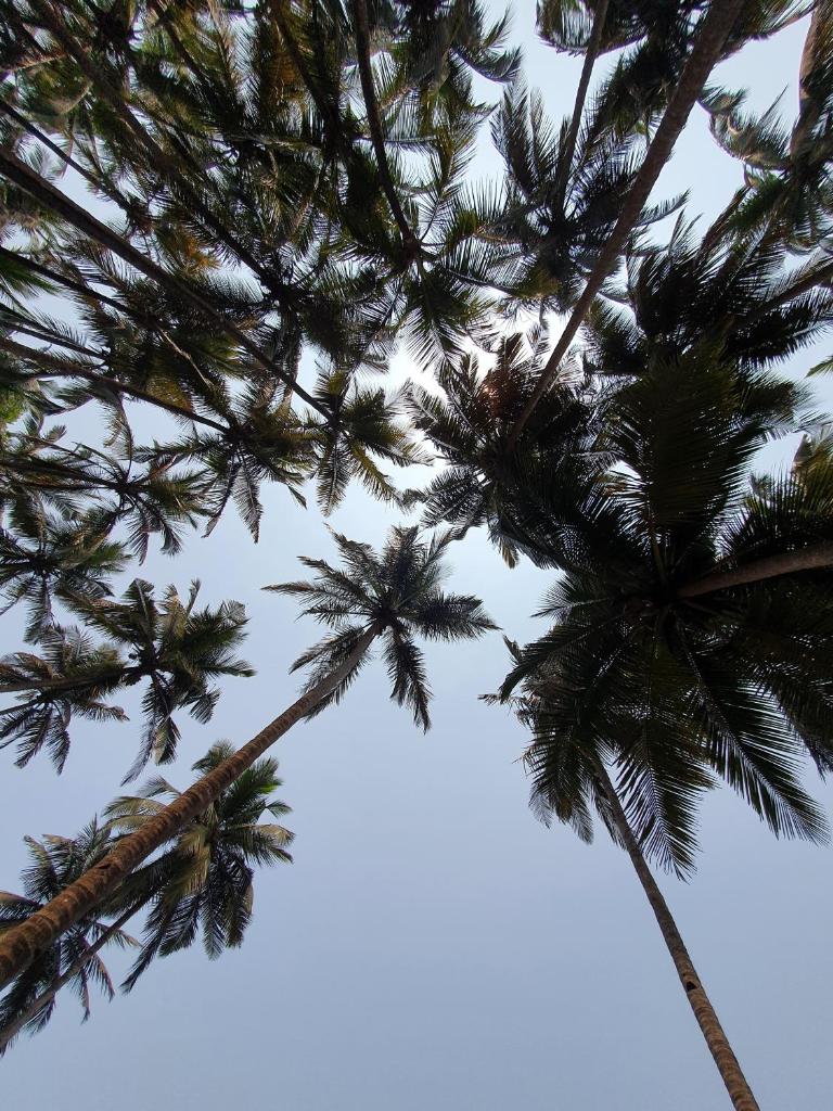 Santana Guest House photo 4