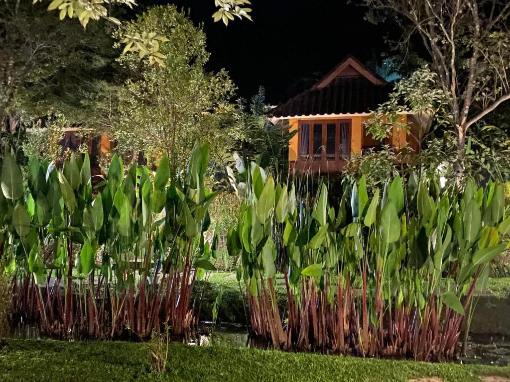 Pura Vida Pai Resort photo 3